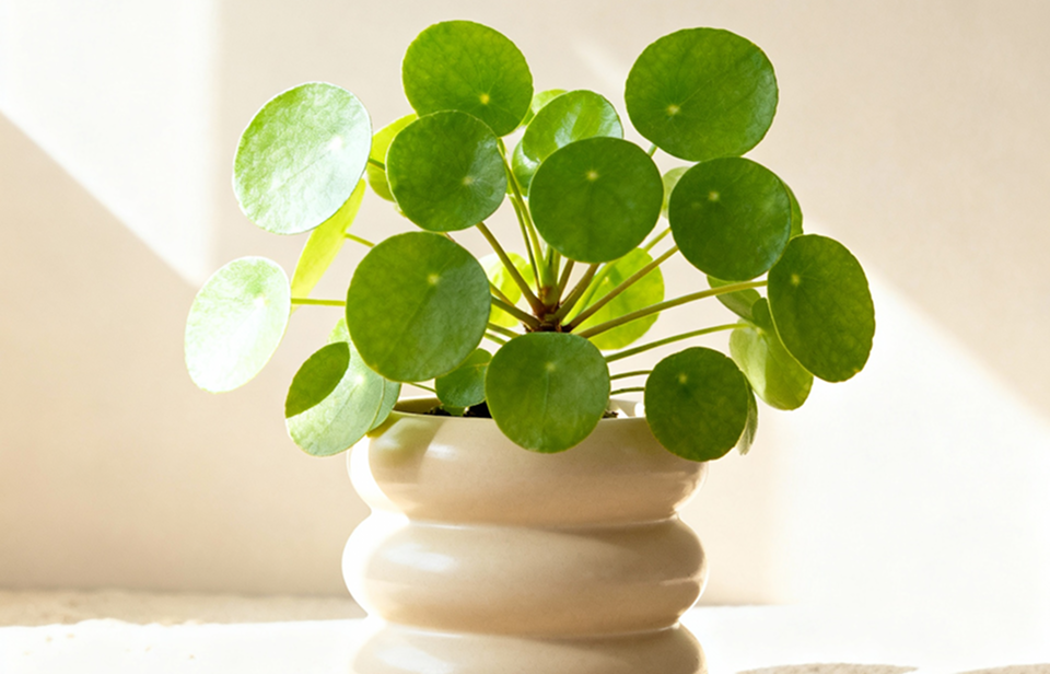 8 Houseplants That Improve Air Quality
