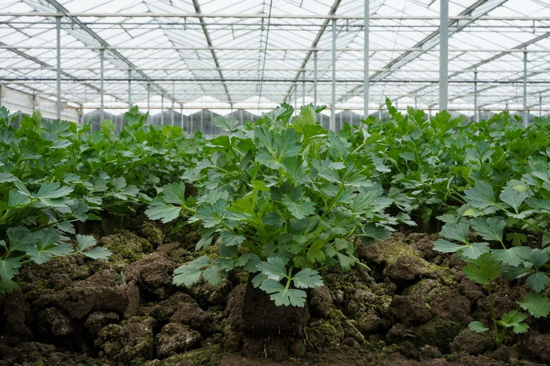 All About Chervil, the “Herb of Rejoicing”