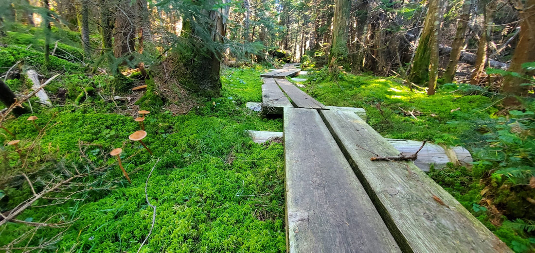 Hiking: A Mind-Body Workout Like No Other
